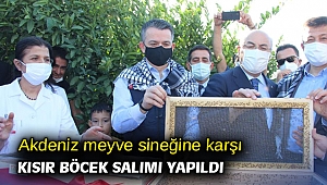 Akdeniz meyve sineğine karşı kısır böcek salımı
