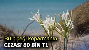 Bu çiçeği koparmanın cezası 80 bin TL