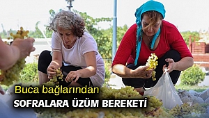 Buca bağlarından sofralara üzüm bereketi