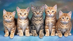 Can dostlar fuar için gün sayıyor