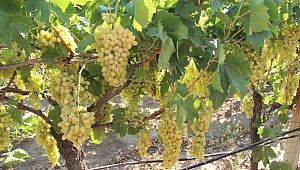 Dünya’nın tercihi Türk üzümü oldu