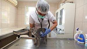 Gaziemir Belediyesi can dostların yaşam hakkına dikkat çekiyor