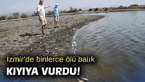 İzmir’de binlerce ölü balık kıyıya vurdu! 