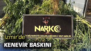 İzmir'de kenevir baskını
