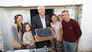 Kavacık'ta Üzüm Festivali zamanı