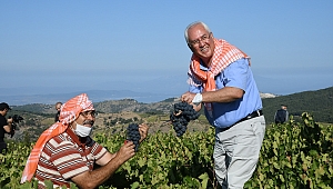 Kavacık Üzüm Festivali gün sayıyor