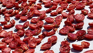 Kuru domates ihracatı 100 milyon dolara koşuyor