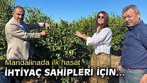 Mandalinalar ihtiyaç sahipleri için hasat edildi