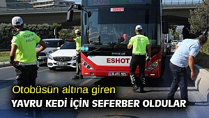 Otobüsün altına giren yavru kedi için seferber oldular