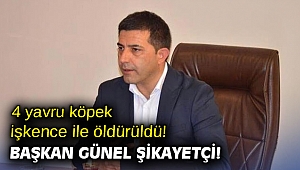 4 yavru köpek işkence ile öldürüldü! Başkan Günel şikayetçi!