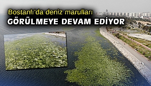 Bostanlı'da deniz marulları görülmeye devam ediyor