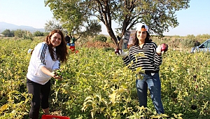 Bu hasatta herkes kazandı