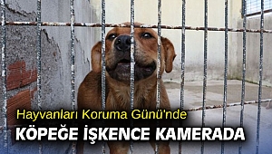 Hayvanları Koruma Günü'nde köpeğe işkence kamerada