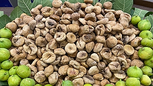Kuru incir ihracatı 72 bin tonu aştı