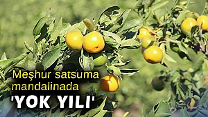 Meşhur satsuma mandalinada 'yok yılı'