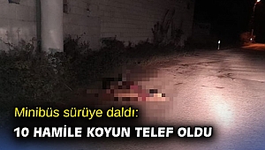 Minibüs sürüye daldı: 10 hamile koyun telef oldu