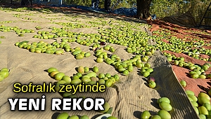 Sofralık zeytin ihracatı 150 milyon doları aştı