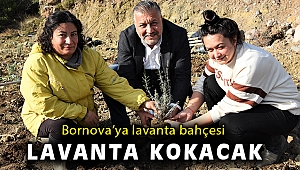 Bornova’ya lavanta bahçesi