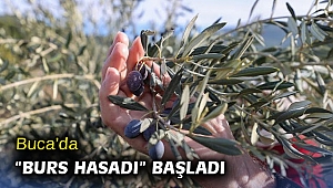 Buca’da “burs hasadı” başladı