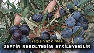 Yağışın az olması zeytin rekoltesini etkileyebilir