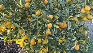 İzmir’in tarım ürünleri listesine kumkuat eklendi