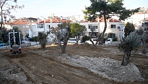 Kuşadası Belediyesi yarım asırlık zeytin ağaçlarını kesilmekten kurtardı