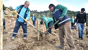Bornova’ya yeni Misket Üzümü Bağı