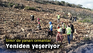 İzmir'de yanan ormanlar yeniden yeşeriyor