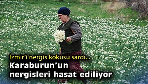 İzmir’i nergis kokusu sardı… Karaburun’un nergisleri hasat ediliyor