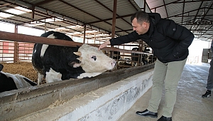Seferihisar'da 150 üreticinin sütünü Tarım Kredi Kooperatifi alacak
