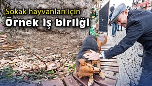 Sokak hayvanları için örnek iş birliği
