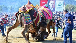 Torbalı’da develer sahaya iniyor