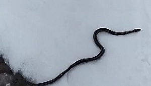 Bilim dünyasını şaşırttı! Birçok ile görüldü