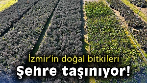 “Doğa Şehirde” projesiyle İzmir’de üreticiler sulama gerektirmeyen bitki yetiştiriyor