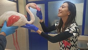 Hasta flamingo sağlığına kavuşacak