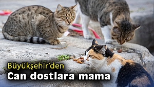 İzmir Büyükşehir Belediyesi can dostlara mama dağıtımını arttırdı