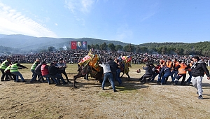Şampiyon develer Torbalı Arenası’ndaydı