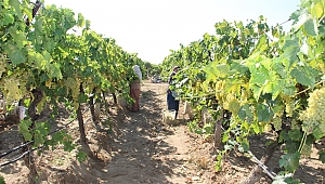 Taze meyve ihracatında pestisit sorununa Şili modeli önerisi