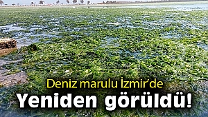 Deniz marulu İzmir'de yeniden görüldü