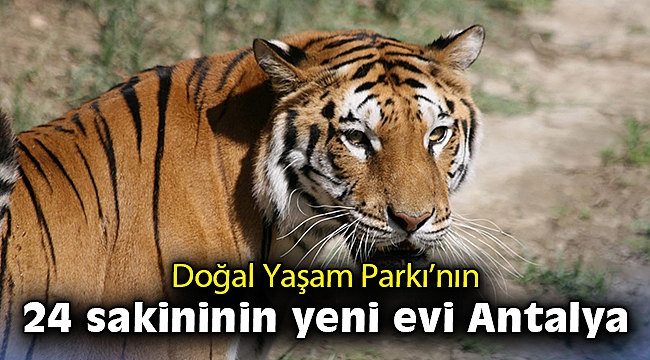 Doğal Yaşam Parkı’nın 24 sakininin yeni evi Antalya