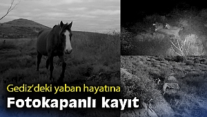 Gediz’deki yaban hayatına fotokapanlı kayıt