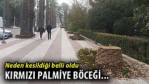 İzmir Büyükşehir Belediyesinden kesilen palmiye ağaçlarına ilişkin açıklama