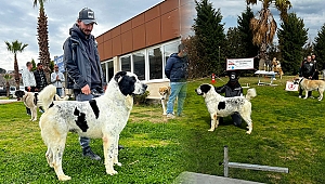 İzmir’in isim yapmış köpeklerinden ‘Laysan’ Sırbistan’a gidiyor