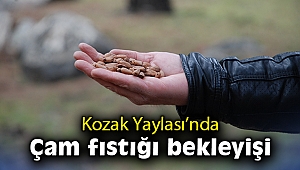 Kozak Yaylası’nda çam fıstığı bekleyişi