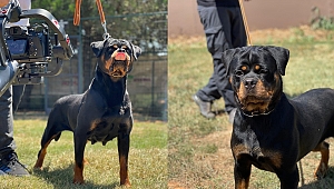 Malamut Köpek Eğitimi