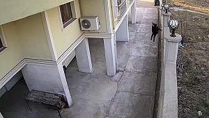 Okula giden kız çocuğu köpeklerin saldırısından duvardan atlayarak kurtuldu
