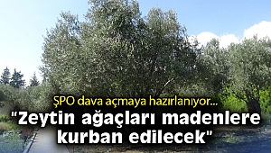 ŞPO dava açmaya hazırlanıyor… “Zeytin ağaçları madenlere kurban edilecek”