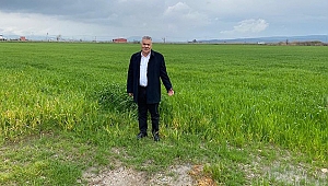 Torbalı Belediyesi, tarlalarına buğday ekti