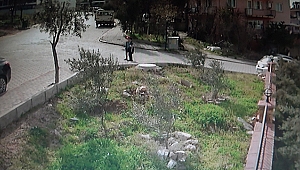 Başıboş köpeklerin saldırısından ölü taklidi yaparak kurtuldu