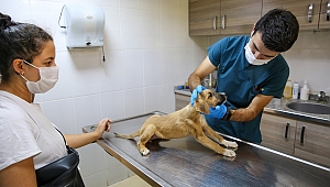 Bucalı can dostlarına tam donanımlı hizmet